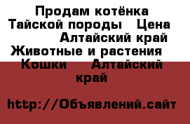 Продам котёнка Тайской породы › Цена ­ 1 000 - Алтайский край Животные и растения » Кошки   . Алтайский край